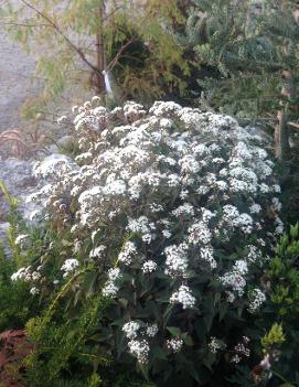 Eupatorium rugosum 'Chocolate'