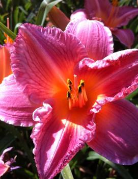 Hemerocallis 'Aurora Raspberry'