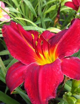 Hemerocallis 'Royal Mountie'