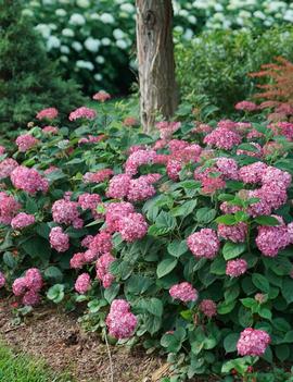 Hydrangea arborescens Invincibelle® Ruby ('NCHA3') (PP20765, CPBR4159)