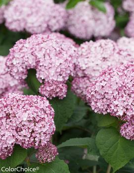 Hydrangea arborescens Incrediball® Blush ('NCHA4') (PP28280)