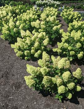 Hydrangea paniculata Dragon Baby™ ('HYLVI7522') (USPPAF, CPBRAF)