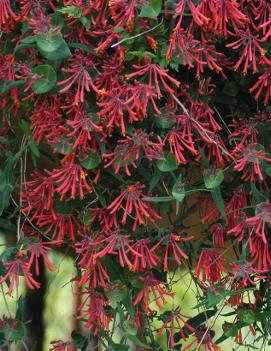 Lonicera sempervirens 'Major Wheeler'