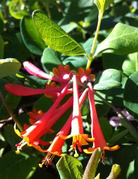 Lonicera x brownii 'Dropmore Scarlet'