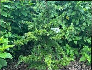 Larix decidua 'Little Bogle'