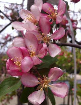 Malus Candied Apple® ('Weepcanzam') (COPF)