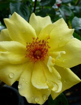 Rosa 'Golden Showers'