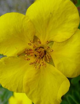 Potentilla fruticosa 'Goldstar'