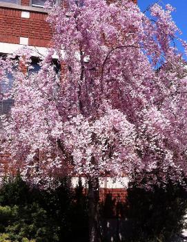 Prunus subhirtella 'Pendula'