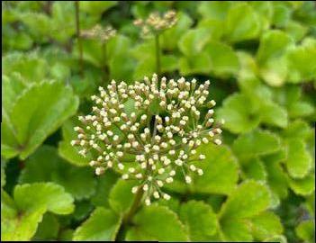 Ligusticum scoticum