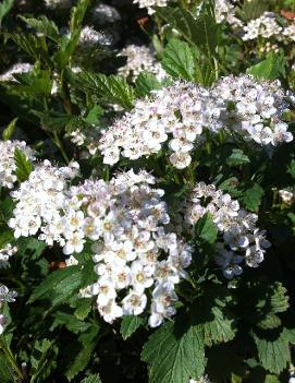 Physocarpus opulifolius 'Nanus'