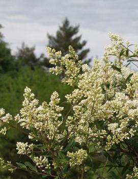 Ligustrum vulgare