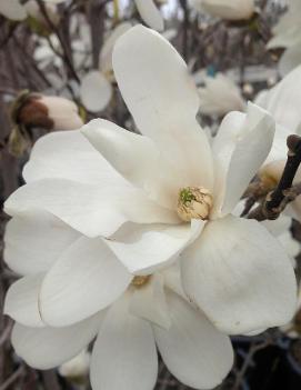 Magnolia x loebneri 'Merrill'