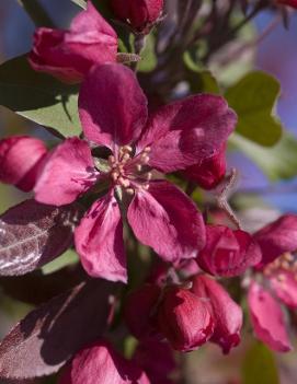 Malus 'Profusion'