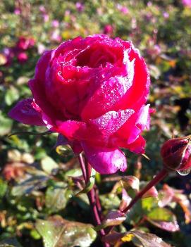 Rosa 'Alexander MacKenzie' (COPF)