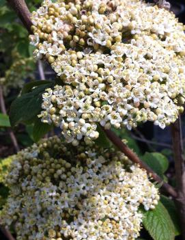 Viburnum x rhytidophylloides 'Alleghany'