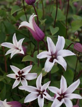 Clematis Princess Kate ('Zoprika') (PP23850)