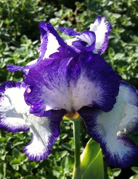 Iris germanica 'Earl of Essex'