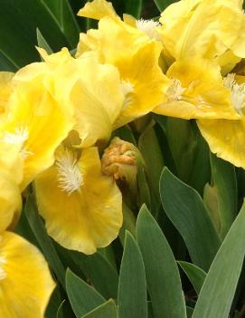 Iris pumila 'Yellow'