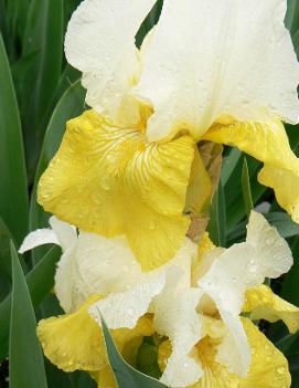 Iris germanica 'Tulip Festival'