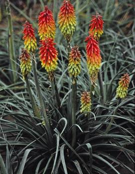 Kniphofia hirsuta 'Fire Dance'