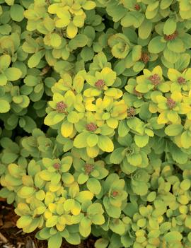 Spiraea betulifolia Glow Girl® ('Tor Gold') (CBR 5121)