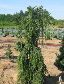 Tsuga canadensis 'Kelsey's Weeping'