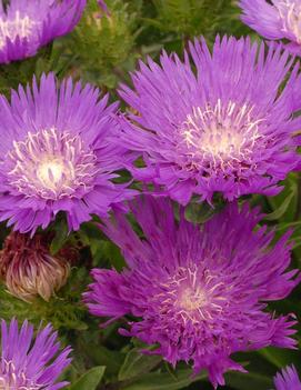 Stokesia laevis 'Honeysong Purple'