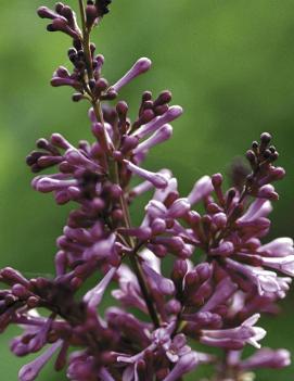 Syringa x prestoniae 'Donald Wyman'