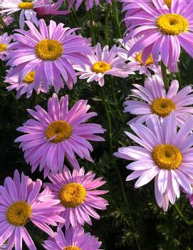 Tanacetum coccineum 'Robinson's Pink'