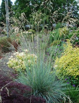 Helictotrichon sempervirens