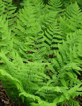 Dryopteris marginalis