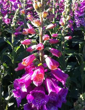 Digitalis purpurea 'Candy Mountain'