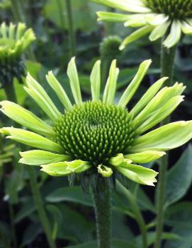 Echinacea purpurea 'Green Jewel' (PP18678, CPBR3985)