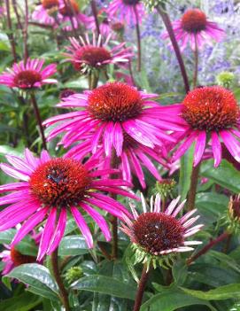 Echinacea purpurea 'Pica Bella'