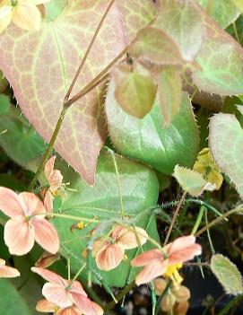 Epimedium x cantabrigiense