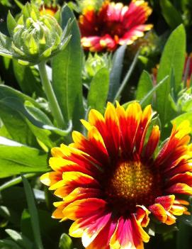 Gaillardia x grandiflora Goblin ('Kobold')