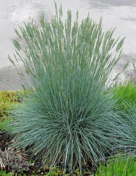 Festuca glauca Beyond Blue™ ('Casca11') (PP23307)