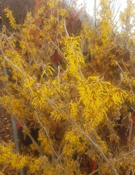 Hamamelis x intermedia 'Barmstedt Gold'