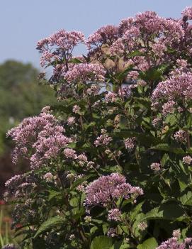 Eupatorium maculatum 'Gateway'