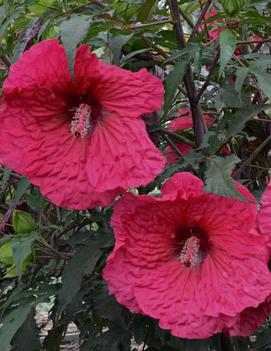 Hibiscus x 'Plum Fantasy' (PP25986)