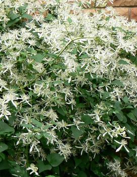 Clematis paniculata