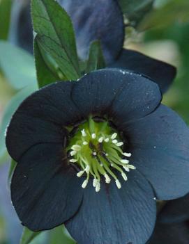 Helleborus x 'Night Coaster'