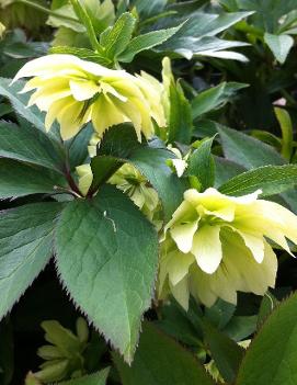 Helleborus x 'Golden Lotus'