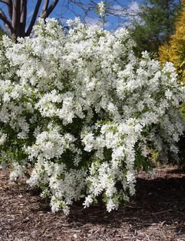 Exochorda x macrantha Lotus Moon™ ('Bailmoon')