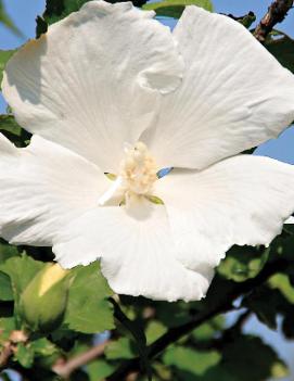 Hibiscus syriacus 'Diana'