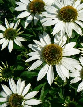 Echinacea purpurea 'Kim's Mophead' (PP13560)