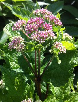 Eupatorium dubium 'Little Joe' (PP16122, COPF)