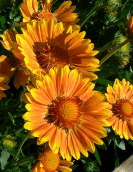 Gaillardia x grandiflora 'Oranges and Lemons' (PP17092, COPF)