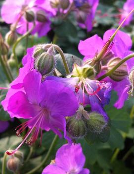 Geranium x cantabrigiense 'Cambridge'